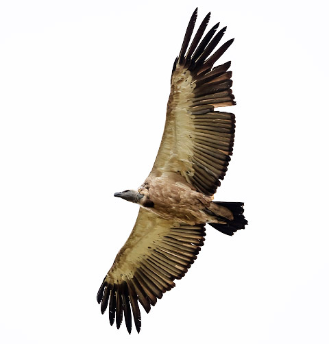 Cape Vulture in flight